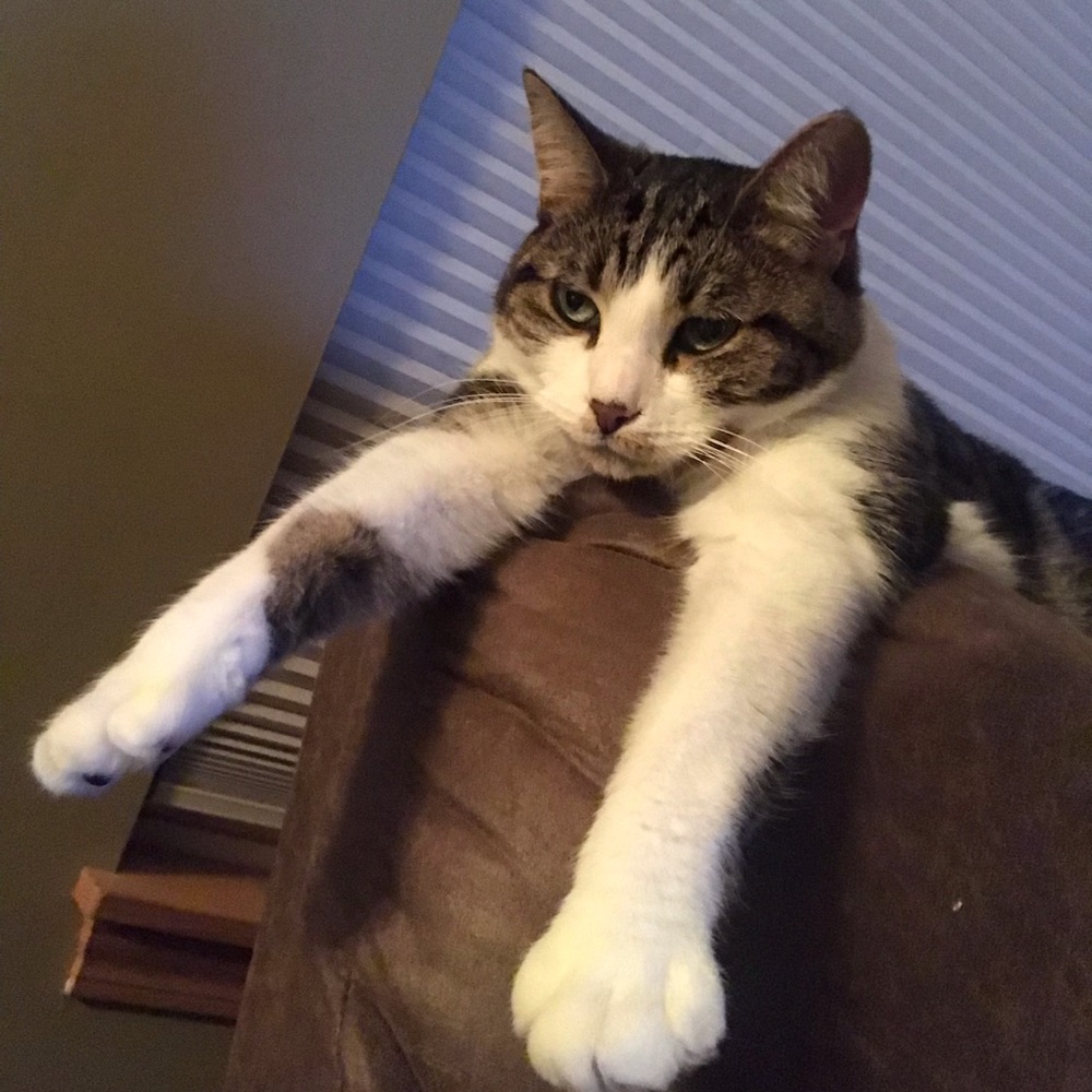 Meet your Posher, Robyn